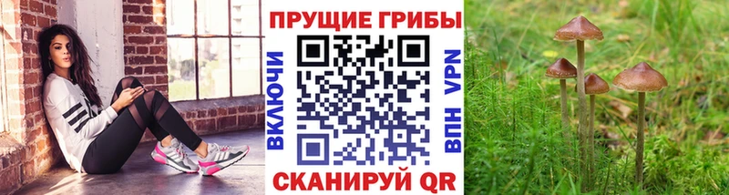 Галлюциногенные грибы Psilocybe  Кинешма 